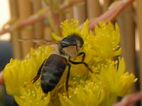 Abeille butinant (ph. Mrugala F., Lyon)(4)